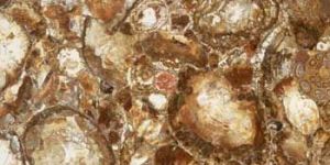 African Petrified Wood Granite Floor Tiles