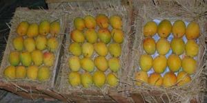 Alphonso Mangoes