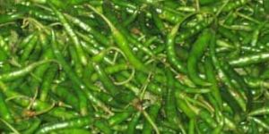Fresh Green Chillies