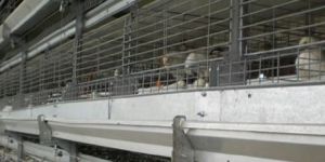 Bird Cages