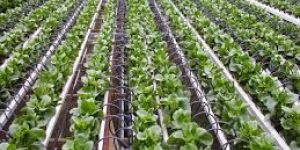 Drip Irrigation