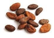 Cocoa Bean