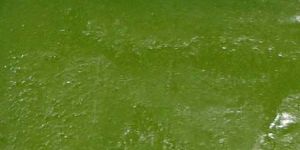 Neem, Basil, Aloe Vera