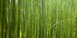 Aquatic Horse Tail