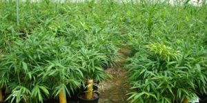 Common Bamboo