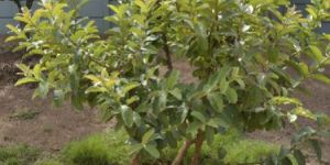 Guava Tree