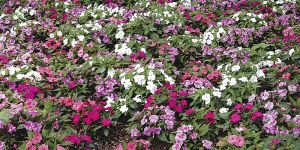 Impatiens Flowers