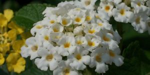 Lantana - White