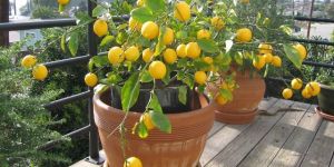 Lemon Plant