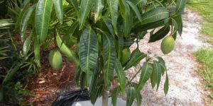 Mango Tree