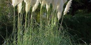 Pampas Grass