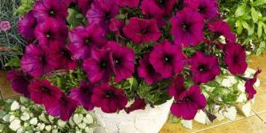 Pitunias Flower