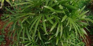 Rhapis Humilis