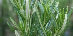 Rosemary Herbs