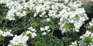 Verbena White Flower