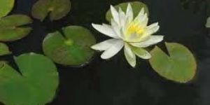 Water Lillies