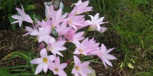 Zephyranthes Lily Flower