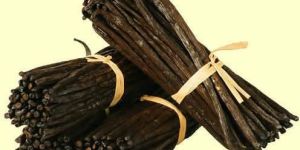 Orchid Vanilla Beans