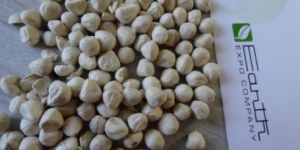 Moringa Seed Kernels