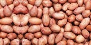 Peanut