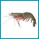 Brown Shrimp