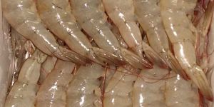 Vannamei White Shrimps