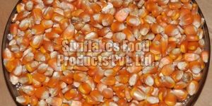Maize Seeds
