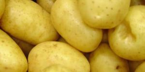 Fresh Potatoes