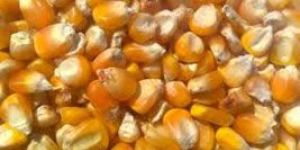 Indian Yellow Corn
