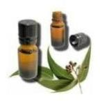 Eucalyptus Oil