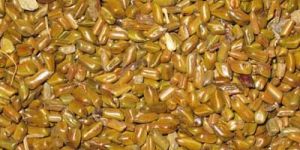 Cassia Tora Seeds