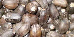 Jatropha Seeds