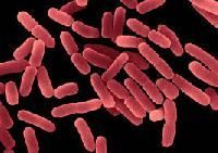 Bacillus Subtilis