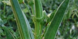 Okra Seeds