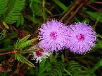 Mimosa Pudica