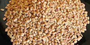 Fenugreek Seeds
