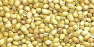 Coriander Seeds