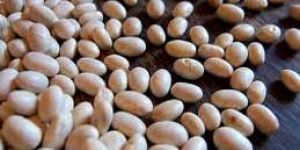 Haricot Beans