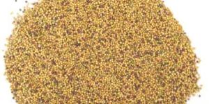 Rapeseed Oil Seeds
