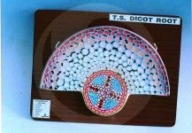 Dicot Root T.S. anatomy model