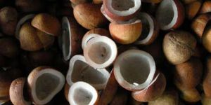 Coconut Copra