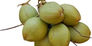 Green Coconut