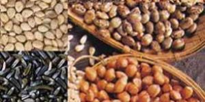 Oil Seeds