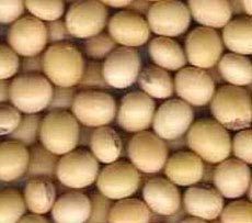 Soybean Seeds