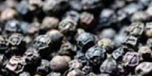 Black Pepper