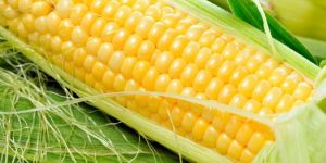 Maize