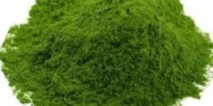 Dehydrated Coriander Leaf Powder