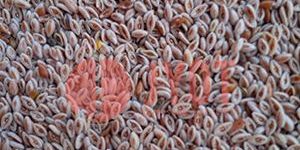 Psyllium Seed