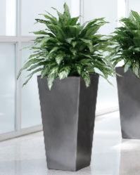 Decorative Plant