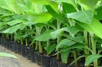Forestry Plants